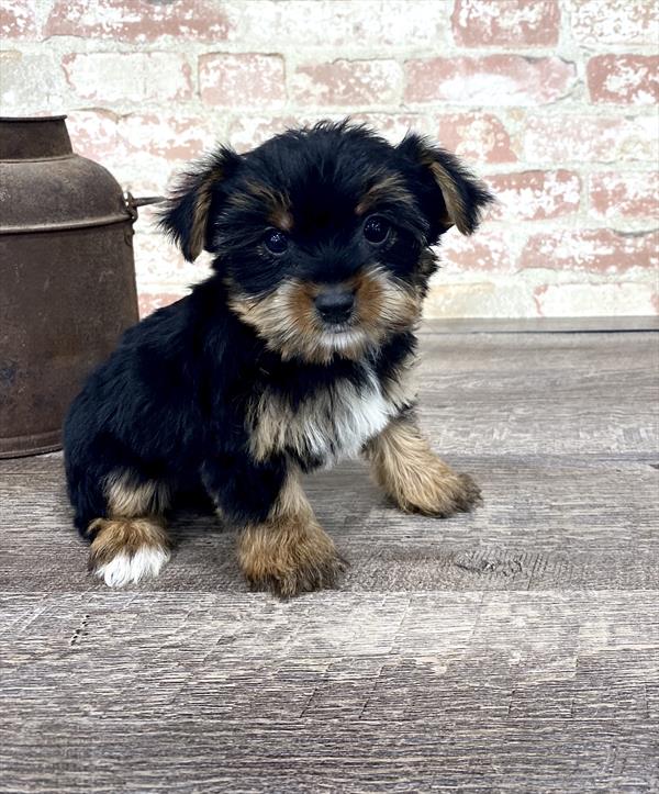 Yorkie DOG Female Black / Tan 5236 Petland Robinson, PA