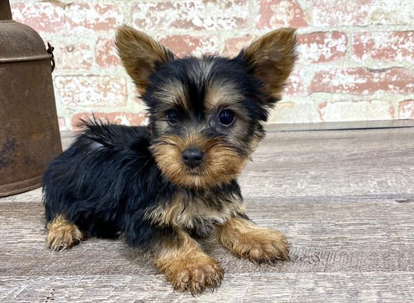 Silky Terrier DOG Male Black / Tan 5237 Petland Robinson, PA