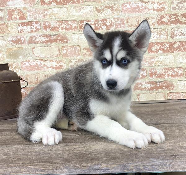 Siberian Husky DOG Female Gray / White 5238 Petland Robinson, PA