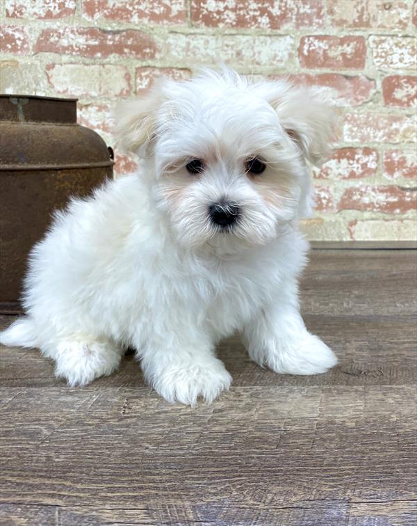 Maltese DOG Male White 5239 Petland Robinson, PA