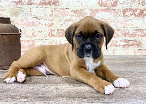 Boxer-DOG-Male-Fawn-5241-Petland Robinson, Pittsburgh, PA
