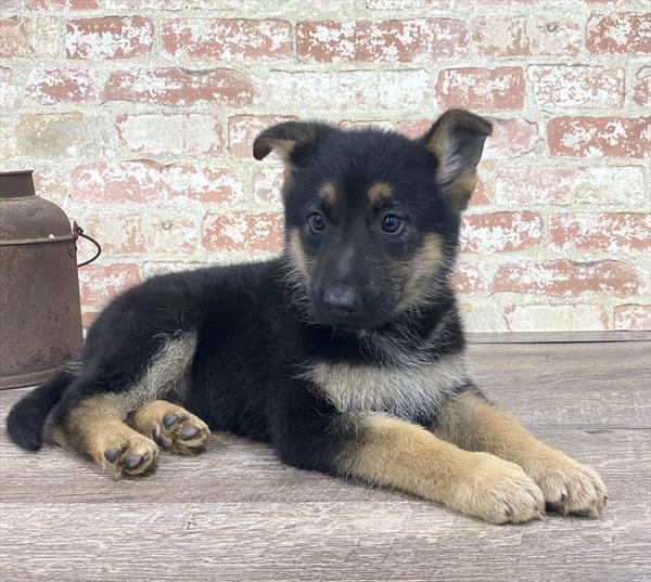 German Shepherd-DOG-Female-Black / Tan-5242-Petland Robinson, Pittsburgh, PA