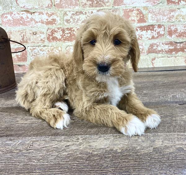 Miniature Goldendoodle-DOG-Female-Apricot-5243-Petland Robinson, PA