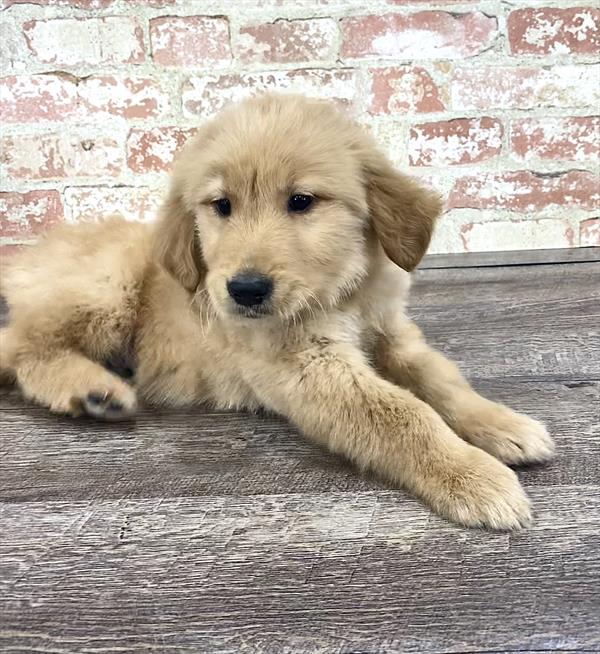 Golden Retriever-DOG-Male-Golden-5244-Petland Robinson, Pittsburgh, PA