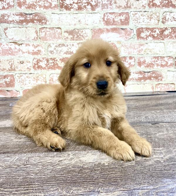 Golden Retriever DOG Female Golden 5245 Petland Robinson, PA