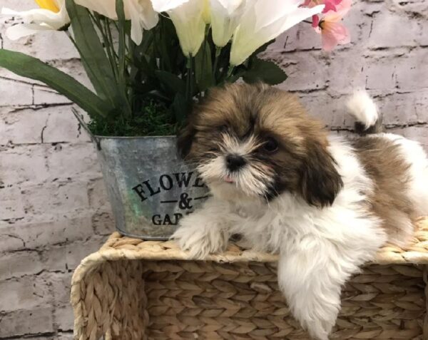 Shih Tzu-DOG-Male-Gold and White-5247-Petland Robinson, Pittsburgh, PA