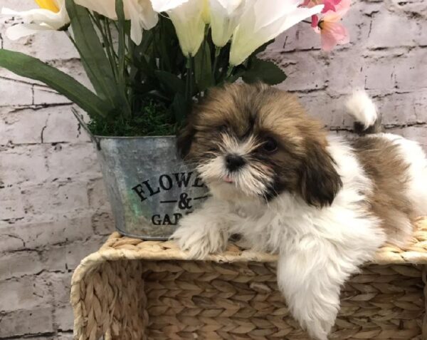 Shih Tzu DOG Male Gold and White 5247 Petland Robinson, PA