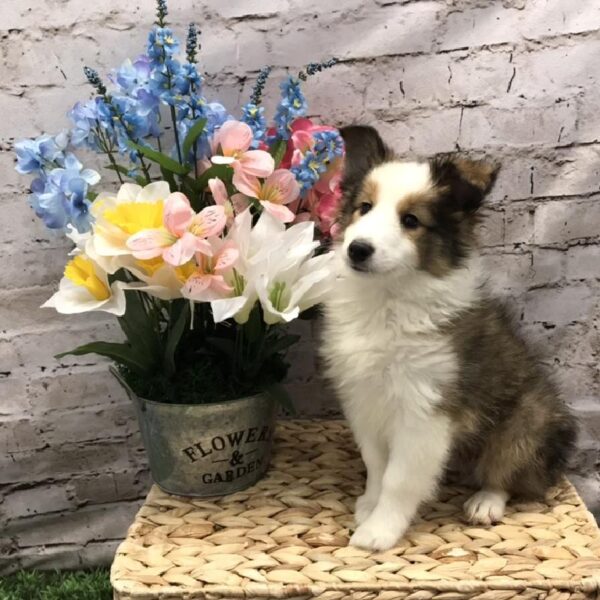 Sheltie-DOG-Male-Sable and White-5248-Petland Robinson, Pittsburgh, PA