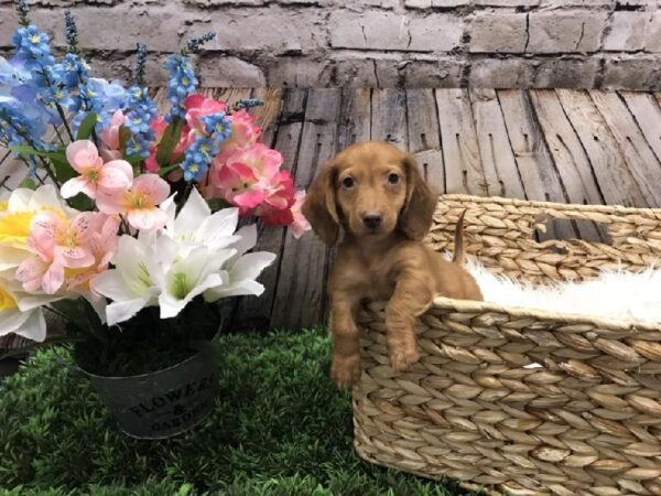 Dachshund DOG Male Red 5280 Petland Robinson, PA