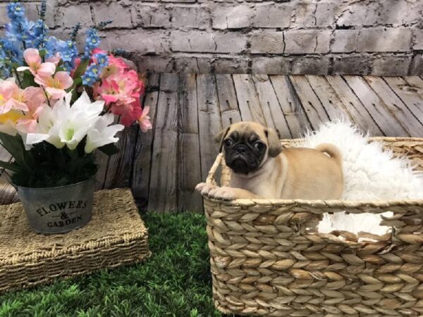 Pug-DOG-Female-Fawn-5269-Petland Robinson, Pittsburgh, PA