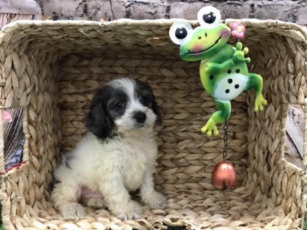 Cockapoo-DOG-Male--5265-Petland Robinson, Pittsburgh, PA