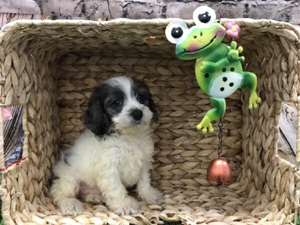 Cockapoo DOG Male 5265 Petland Robinson, PA