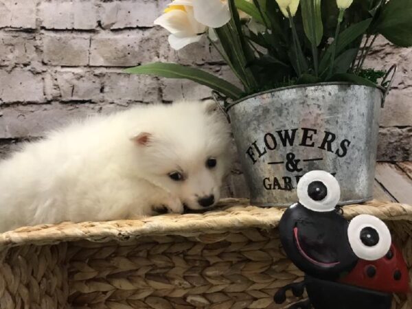 American Eskimo DOG Female White 5282 Petland Robinson, PA