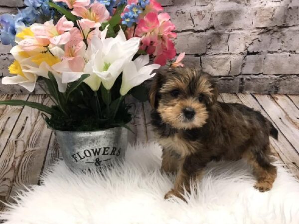 Yorkie-DOG-Female-Golden-5270-Petland Robinson, Pittsburgh, PA