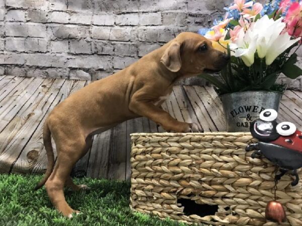 Rhodesian Ridgeback DOG Female Red 5271 Petland Robinson, PA