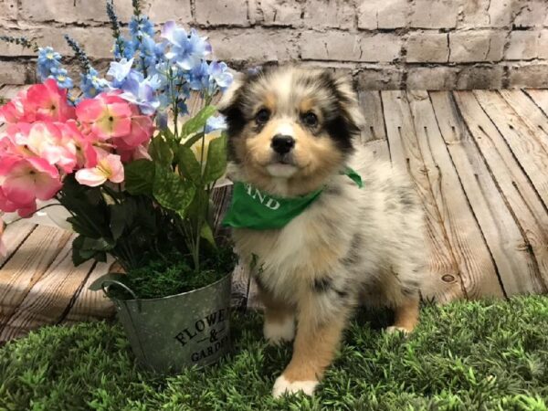 Australian Shepherd-DOG-Male-Blue Merle-5268-Petland Robinson, Pittsburgh, PA