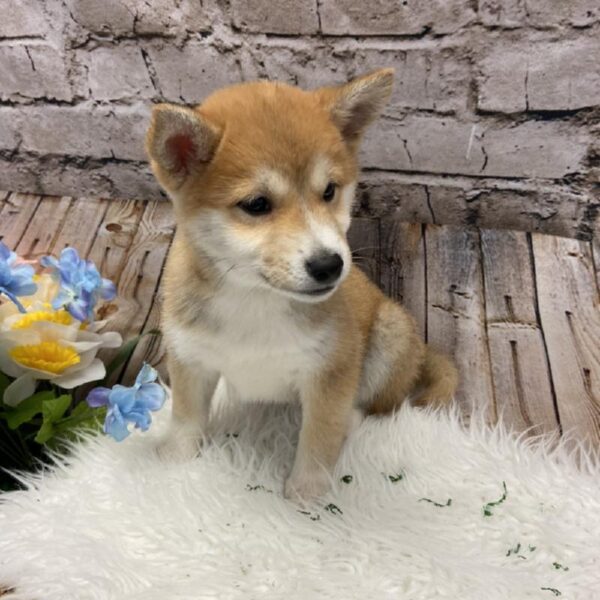 Shiba Inu DOG Female Red 5276 Petland Robinson, PA