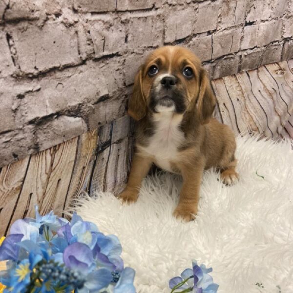 Puggle-DOG-Male-Fawn-5281-Petland Robinson, Pittsburgh, PA