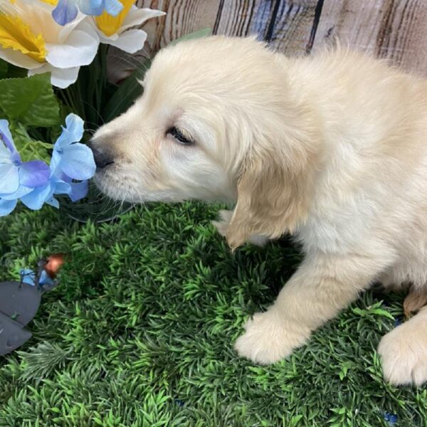 Golden Retriever DOG Male Golden 5273 Petland Robinson, PA