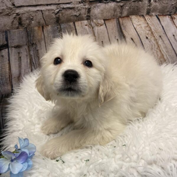 Golden Retriever-DOG-Female-Golden-5272-Petland Robinson, Pittsburgh, PA