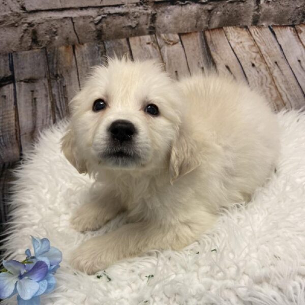 Golden Retriever DOG Female Golden 5272 Petland Robinson, PA