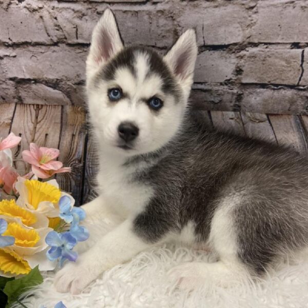 Siberian Husky-DOG-Female-Black / White-5274-Petland Robinson, Pittsburgh, PA