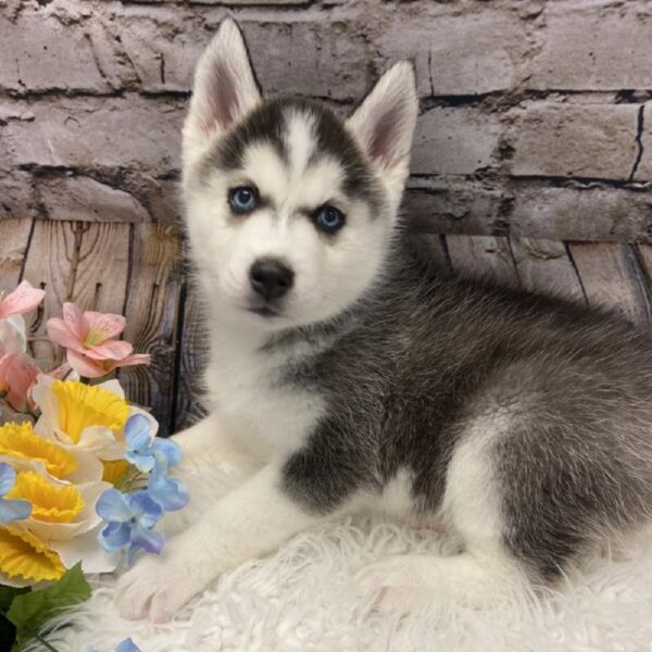 Siberian Husky DOG Female Black / White 5274 Petland Robinson, PA