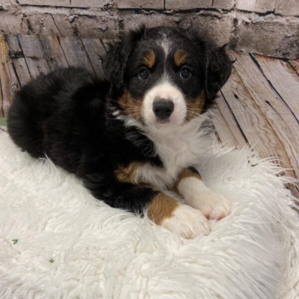 Miniature Australian Shepherd DOG Male Black 5278 Petland Robinson, PA