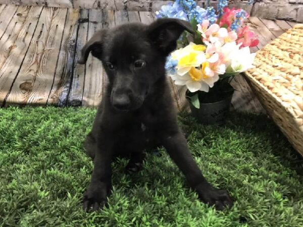 German Shepherd DOG Female Black 5267 Petland Robinson, PA