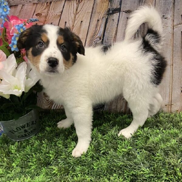 Border Collie-DOG-Male--5277-Petland Robinson, Pittsburgh, PA