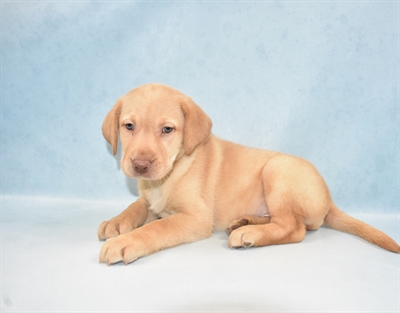 Labrador Retriever DOG Female Yellow 5293 Petland Robinson, PA