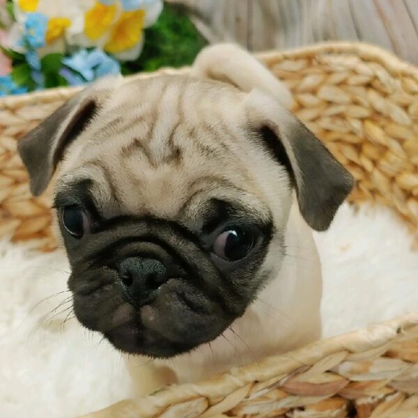 Pug-DOG-Male-Fawn-5292-Petland Robinson, Pittsburgh, PA