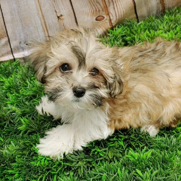 Coton De Tulear-DOG-Male-White-5289-Petland Robinson, PA