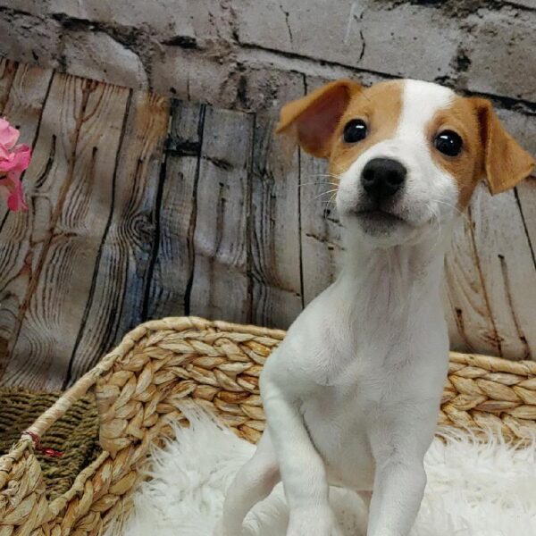 Jack Russell Terrier-DOG-Female-White and Red-5290-Petland Robinson, PA