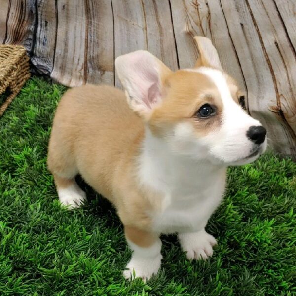 Pembroke Welsh Corgi DOG Male Red 5291 Petland Robinson, PA