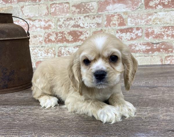 Cocker Spaniel-DOG-Female-Buff-5312-Petland Robinson, Pittsburgh, PA