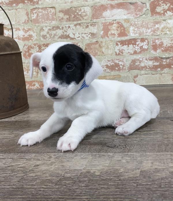 Jack Russell Terrier-DOG-Male-White Black / Tan-5314-Petland Robinson, PA