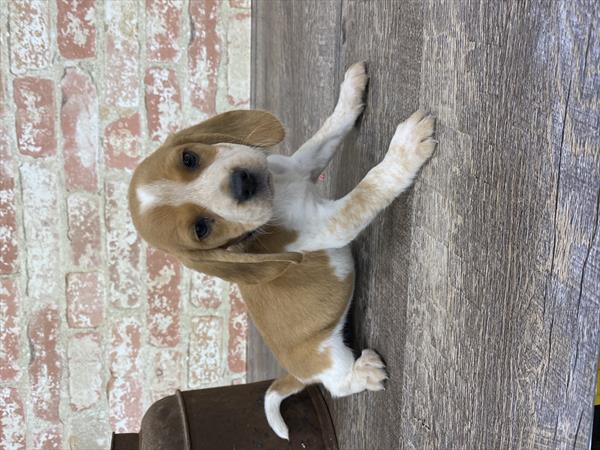 Beagle DOG Female Red / White 5315 Petland Robinson, PA