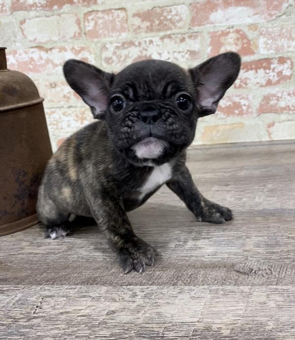French Bulldog-DOG-Male-Brindle-5316-Petland Robinson, Pittsburgh, PA