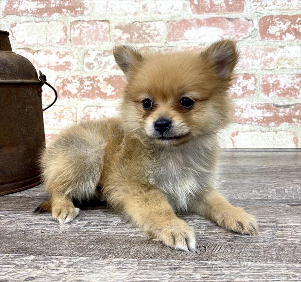 Pomeranian-DOG-Female-Orange-5317-Petland Robinson, Pittsburgh, PA