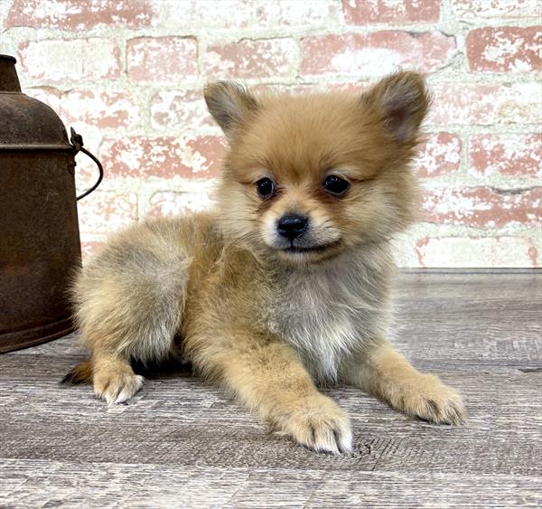 Pomeranian DOG Female Orange 5317 Petland Robinson, PA