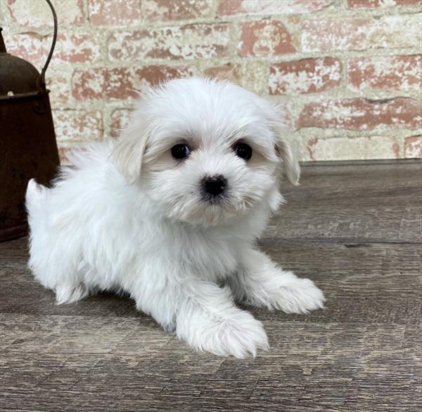 Maltese DOG Female White 5318 Petland Robinson, PA