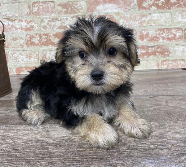 Morkie DOG Male Black / Tan 5319 Petland Robinson, PA