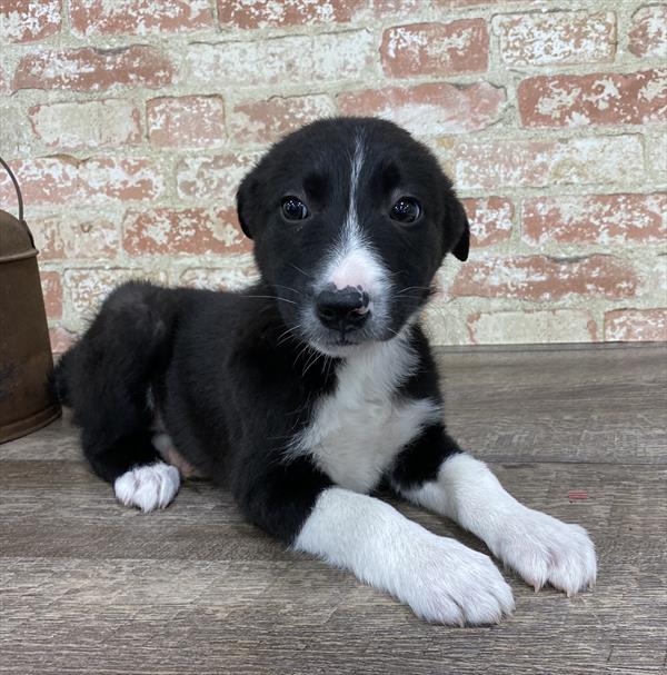 Border Collie DOG Male Black / White 5320 Petland Robinson, PA