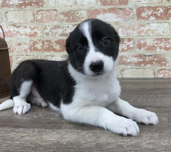 Border Collie-DOG-Female-Black / White-5321-Petland Robinson, Pittsburgh, PA