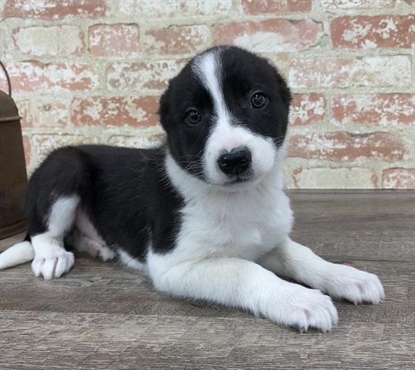 Border Collie DOG Female Black / White 5321 Petland Robinson, PA