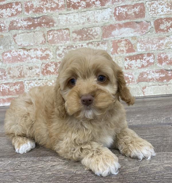 Cockapoo-DOG-Male-Buff-5322-Petland Robinson, PA