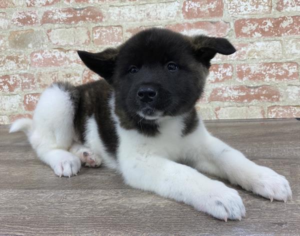 Akita-DOG-Male-Black Brindle-5323-Petland Robinson, Pittsburgh, PA