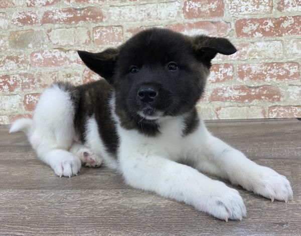 Akita-DOG-Male-Black Brindle-5323-Petland Robinson, PA