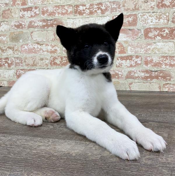 Akita DOG Female Black Brindle 5324 Petland Robinson, PA